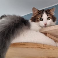 NANA, chatte à adopter