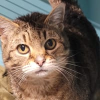 ROSIE, chatte à adopter
