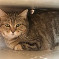 lizzie, chatte à adopter