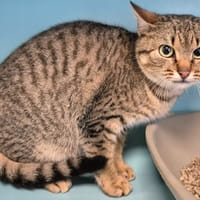 KRANEDUR QCT, chat à adopter