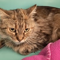 BISCELIA C, chatte à adopter