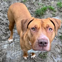 PAM HAA24706, chienne à adopter