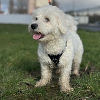 YUKI, chien à adopter