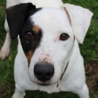 PATCH, chien à adopter