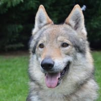 HERCULE CHAO, chien à adopter