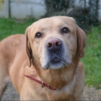 PIRATE CHAO, chien à adopter