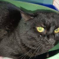 ALASTOR C, chat à adopter