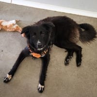 LAIKA QCN, chienne à adopter