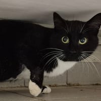 VAREK QCT, chatte à adopter