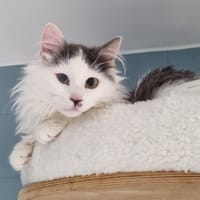 TOM TOM, chat à adopter