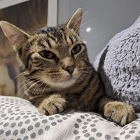 BASILE, chat à adopter