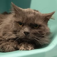 GRIGRI C, chat à adopter