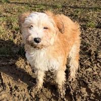 FLOCON, chienne à adopter