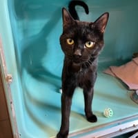 sparow, chat à adopter