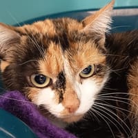 CARMILLA C, chatte à adopter