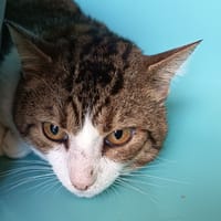 HUSK C, chat à adopter