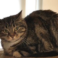 mystere, chatte à adopter