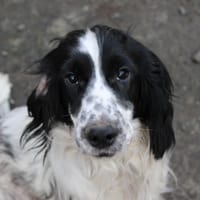 Artichaut, chien à adopter