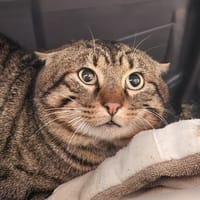 ASTALOS QCT, chat à adopter