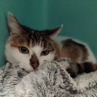 PAB28518 SAKSA, chatte à adopter