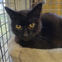 Sasha, chat à adopter