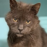 Grizouzou CAB5028, chat à adopter