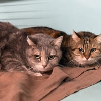 Hello Kitty CAB5070, chatte à adopter