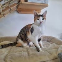 VIOLETTE, chatte à adopter