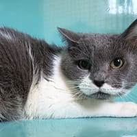 CHARLIE C, chatte à adopter