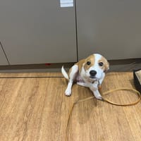 ALYA, chienne à adopter