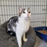 AGLAE, chatte à adopter