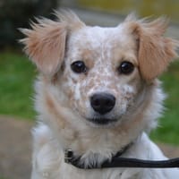 BUTTERFLY CHAO, chienne à adopter