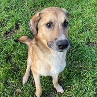 KOA, chien à adopter