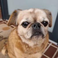 JULES, chien à adopter