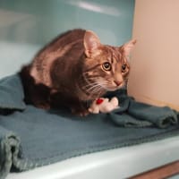 MILO, chat à adopter