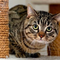 Clayton, chat à adopter