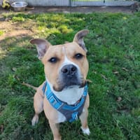 HANNIBAL QCN, chien à adopter