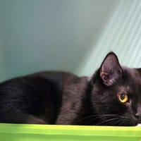 Haku, chat à adopter