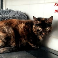 BINX, chatte à adopter