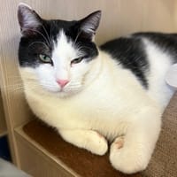 VIDOCQ PAB28513, chat à adopter