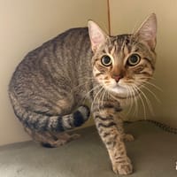 Dino pab28504, chat à adopter