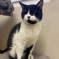 BANGUI PAB28498, chat à adopter