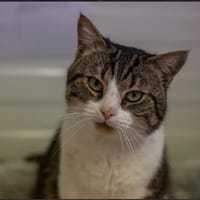 CATNAP, chat à adopter