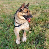 Maggie, chienne à adopter