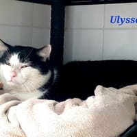 ULYSSE, chat à adopter