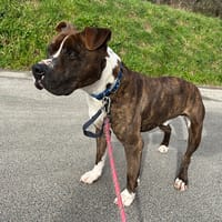 TYSON, chien à adopter