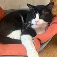 SEPTEAL PAB28210, chat à adopter