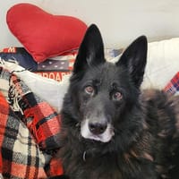 SAYAN, chien à adopter