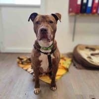 DIAMOND VAA, chien à adopter