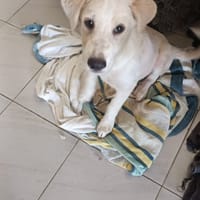 MAX, chien à adopter